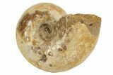 Jurassic Ammonite Fossil - Sakaraha, Madagascar #251291-1